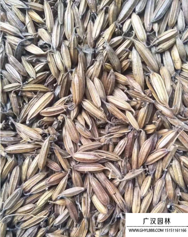 白芨種子 白芨種子