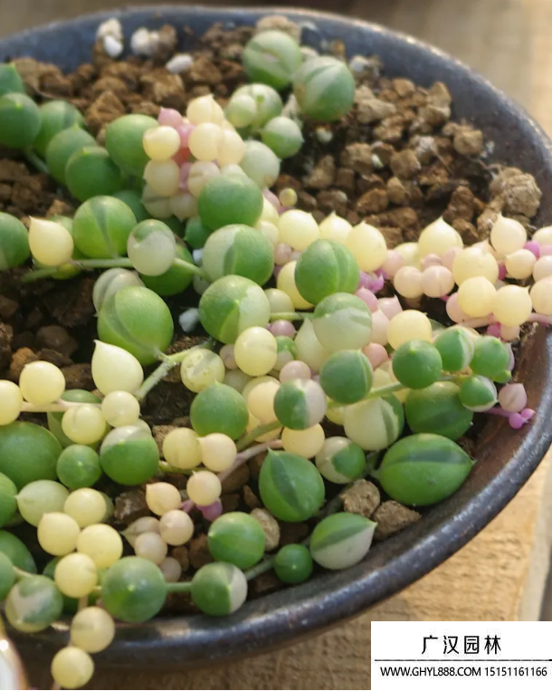 多肉佛珠 多肉佛珠