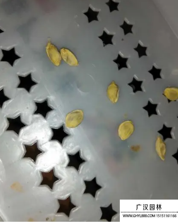 金桔種子 金桔種子