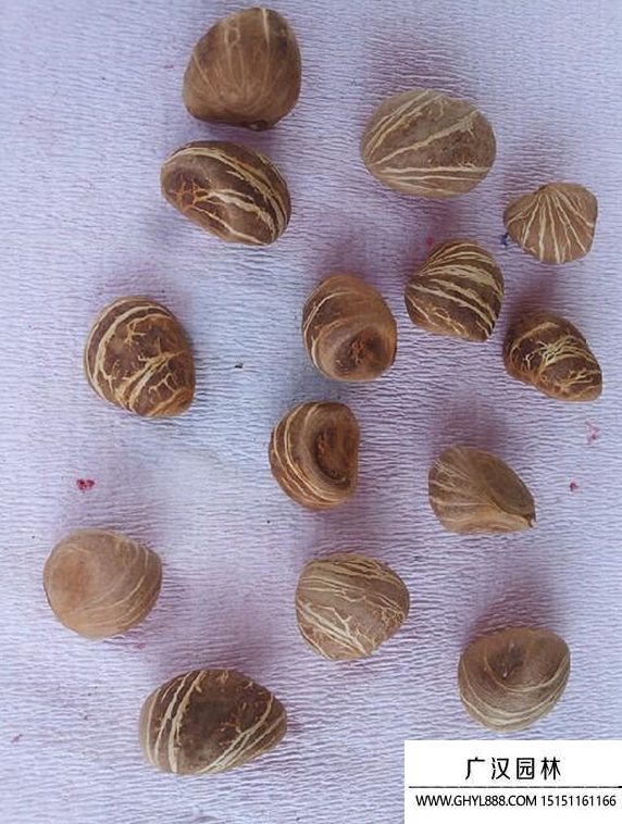 發(fā)財(cái)樹(shù)種子 發(fā)財(cái)樹(shù)種子