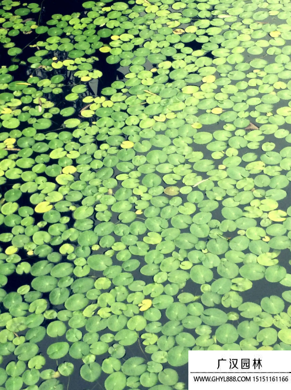 浮萍種子 浮萍種子