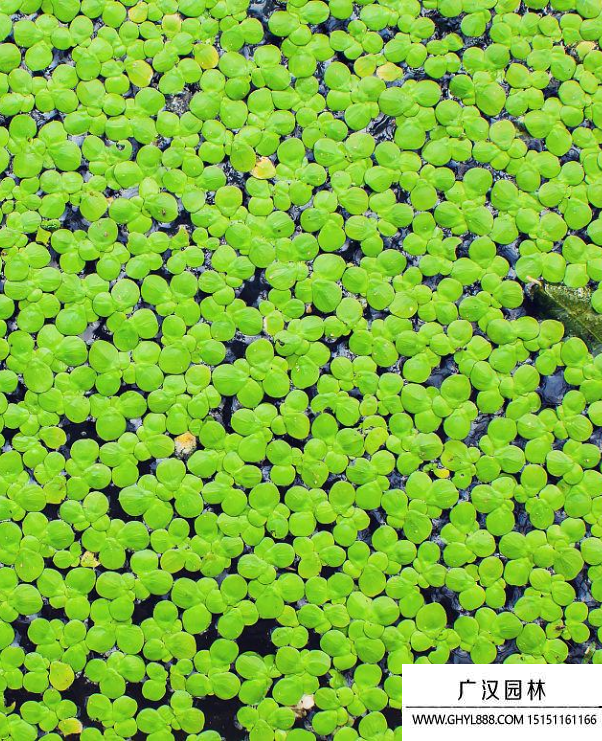 浮萍種子 浮萍種子