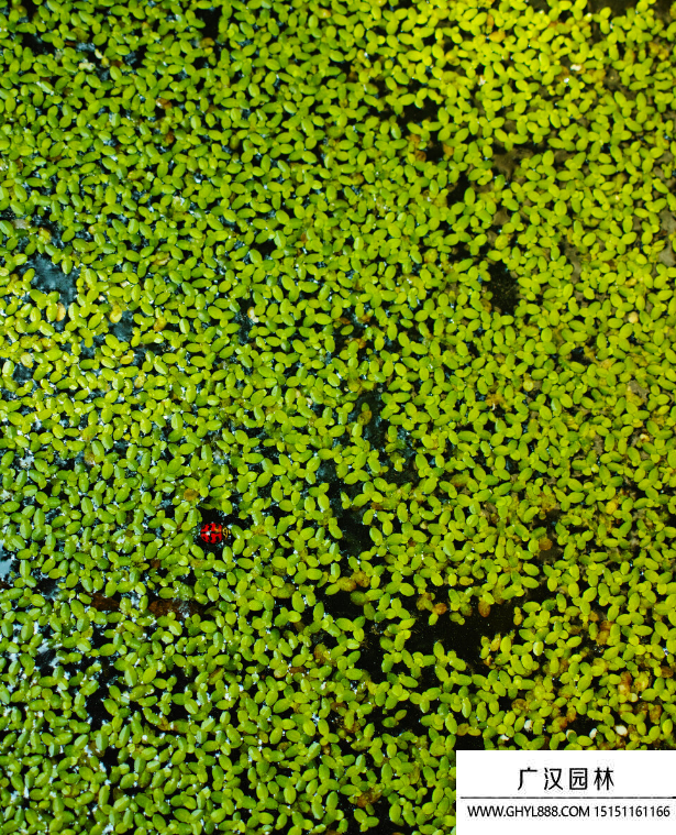 浮萍種子 浮萍種子