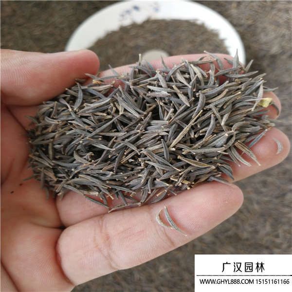 菊花種子 菊花種子