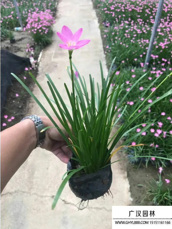 紅花韭蘭 紅花韭蘭