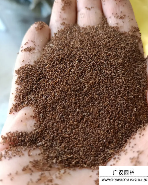 香草種子 香草種子