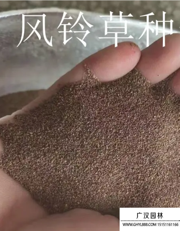 風(fēng)鈴草種子