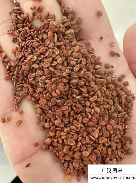 金銀花種子 金銀花種子