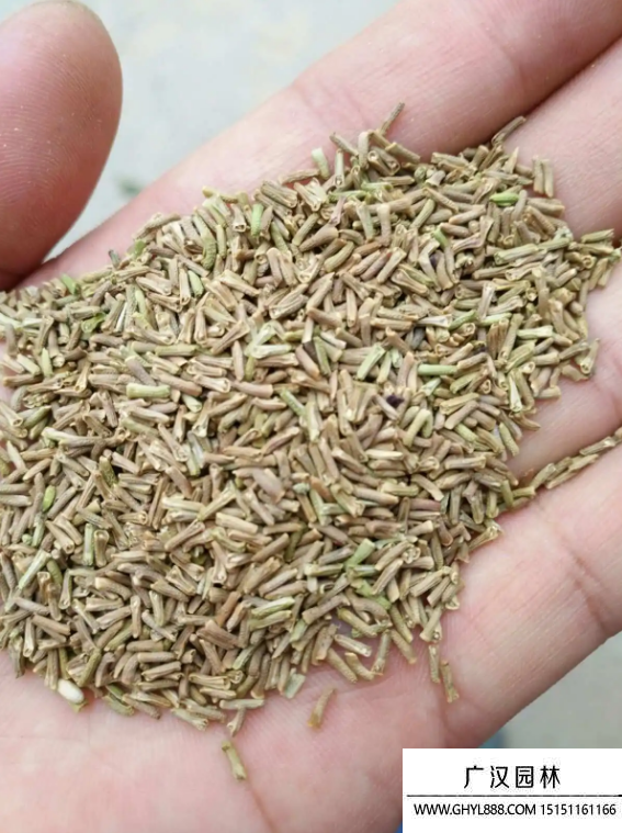 美女櫻種子 美女櫻種子