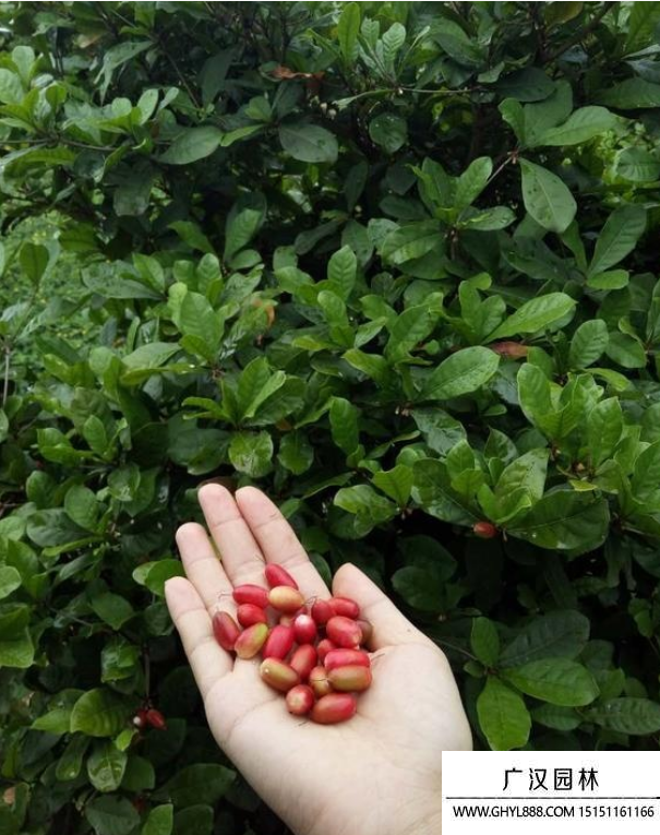 神秘果種子 神秘果種子