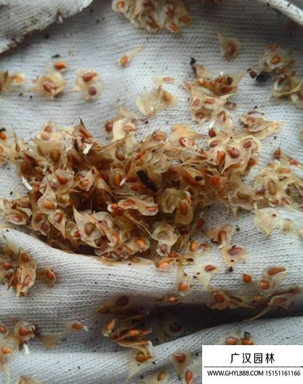 花毛茛種子 花毛茛種子