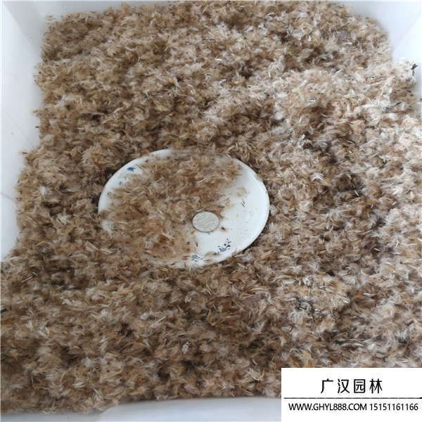 勛章花種子 勛章花種子