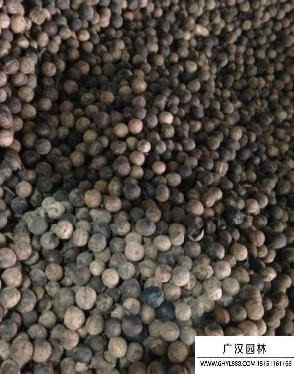 樟樹(shù)種子 樟樹(shù)種子