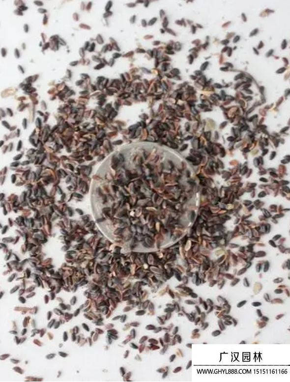 洋桔梗種子 洋桔梗種子