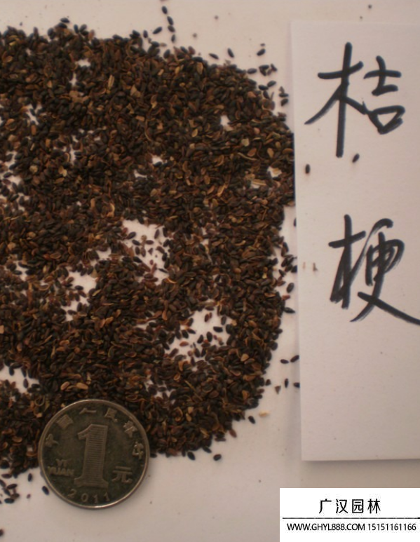 洋桔梗種子 洋桔梗種子