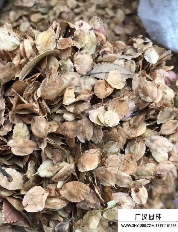榆樹種子 榆樹種子