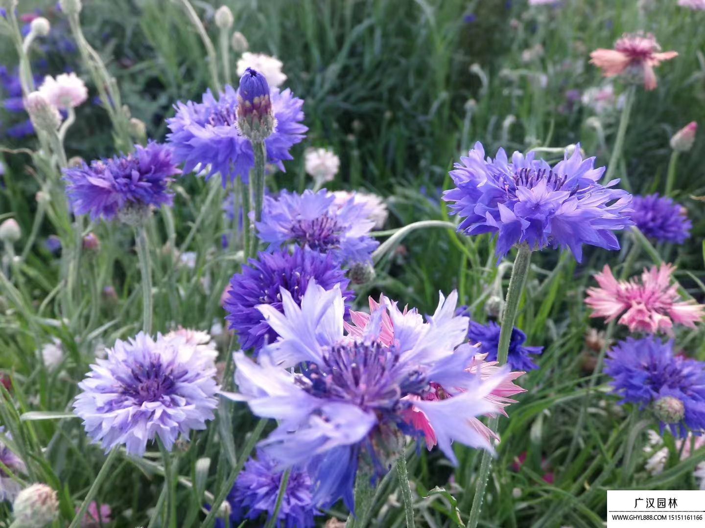 矢車(chē)菊 矢車(chē)菊