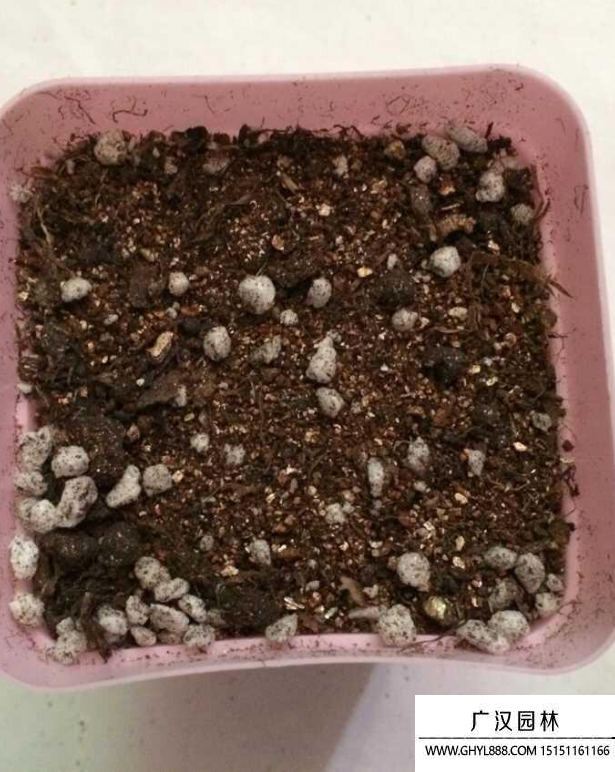 多肉種子 多肉種子