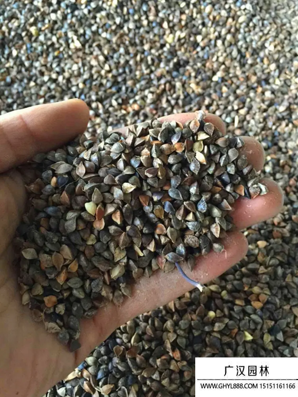 蕎麥種子 蕎麥種子