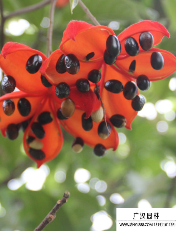 蘋婆種子 蘋婆種子