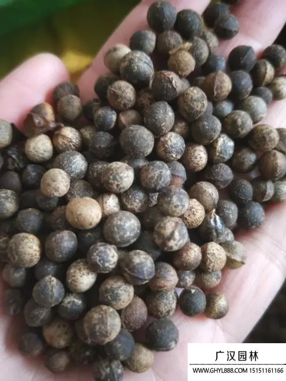 香樟種子 香樟種子