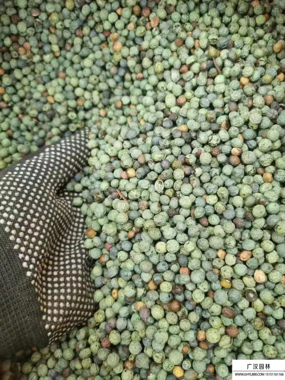 黃連木種子 黃連木種子