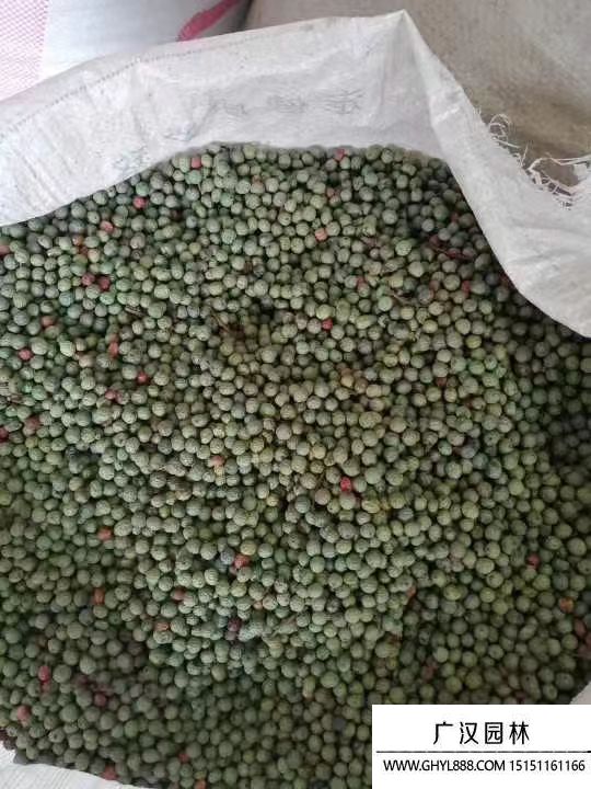 黃連木種子 黃連木種子