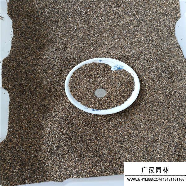 苣菊草種子 苣菊草種子