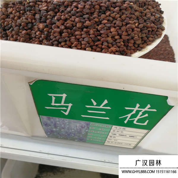 馬蘭頭種子