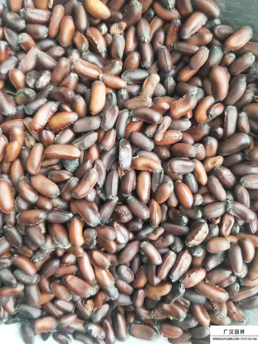 梅花種子 梅花種子