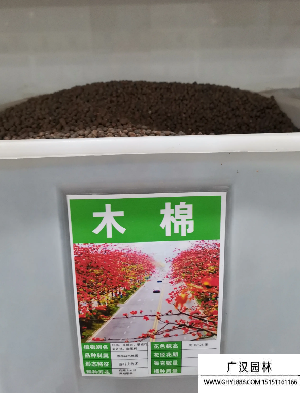 木棉種子 木棉種子