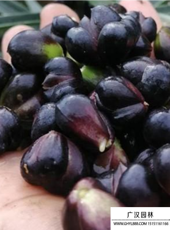 百合花種子 百合花種子