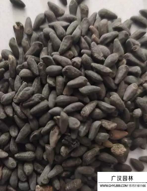 蔦蘿種子 蔦蘿種子