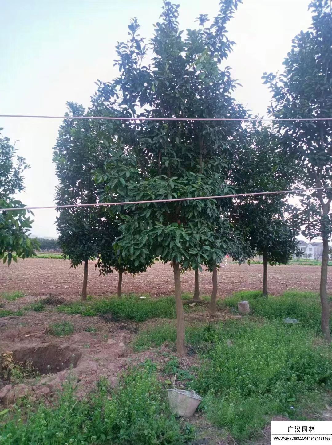 冬青樹(shù) 冬青樹(shù)