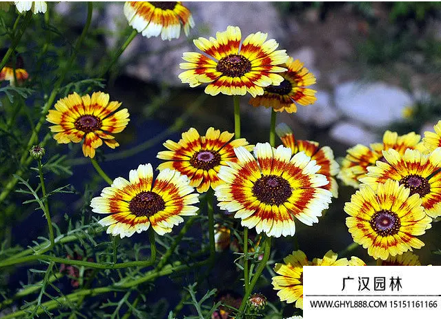 花環(huán)菊 花環(huán)菊