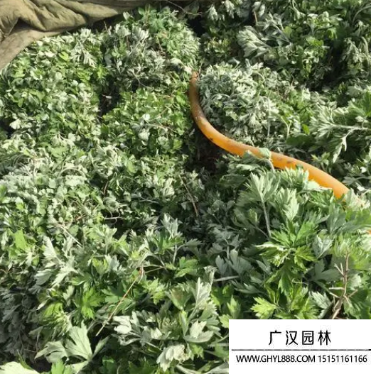 艾草種子 艾草種子