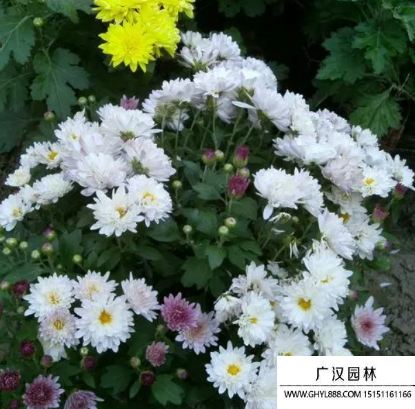 北京夏菊 北京夏菊