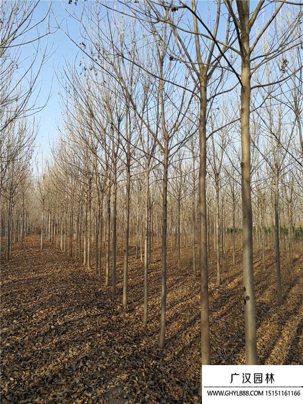 速生白臘 速生白臘