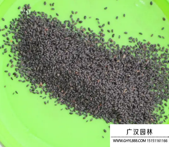 脯甜羅勒種子 脯甜羅勒種子