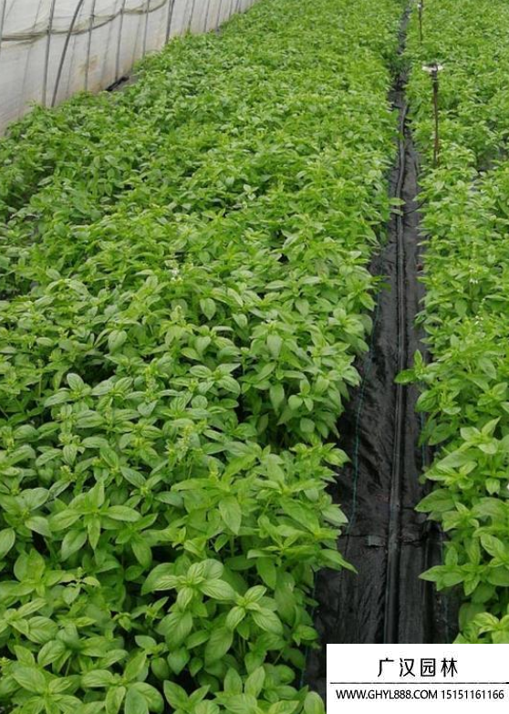 脯甜羅勒 脯甜羅勒