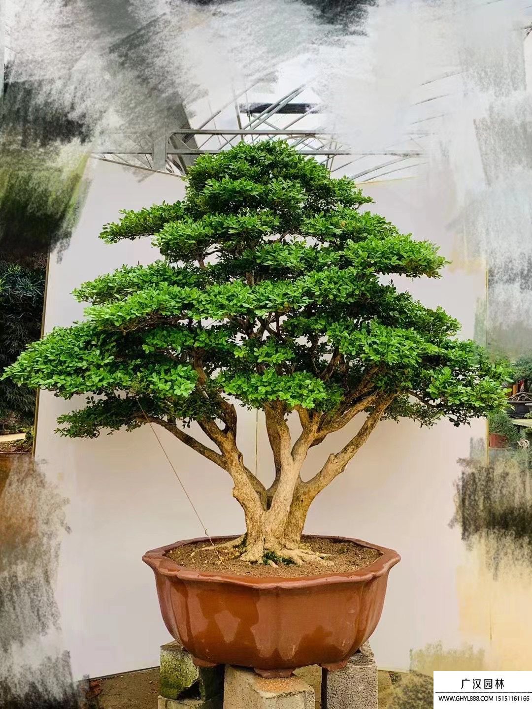 雀梅盆景 雀梅盆景