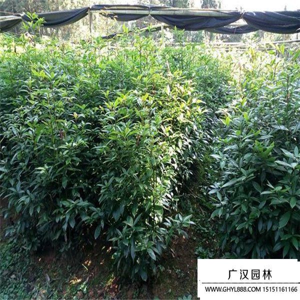 金絲楠木 金絲楠木