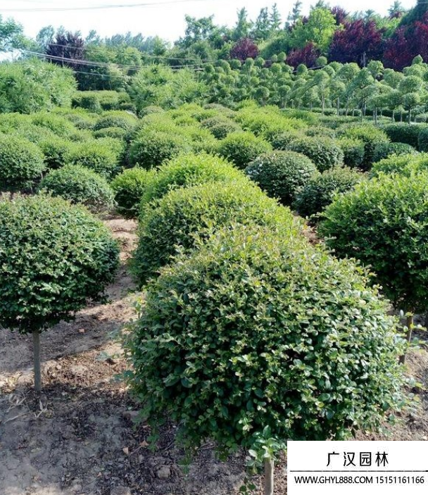 小葉楊樹 小葉楊樹