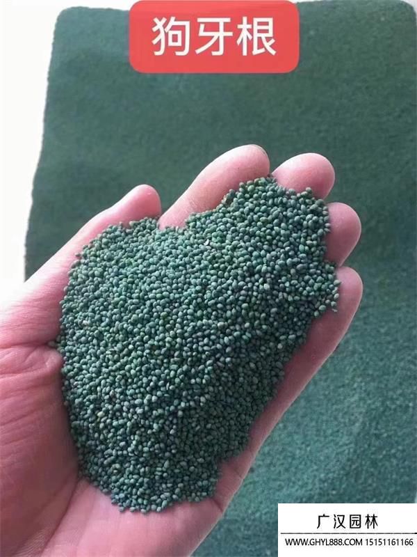 狗牙根種子 狗牙根種子