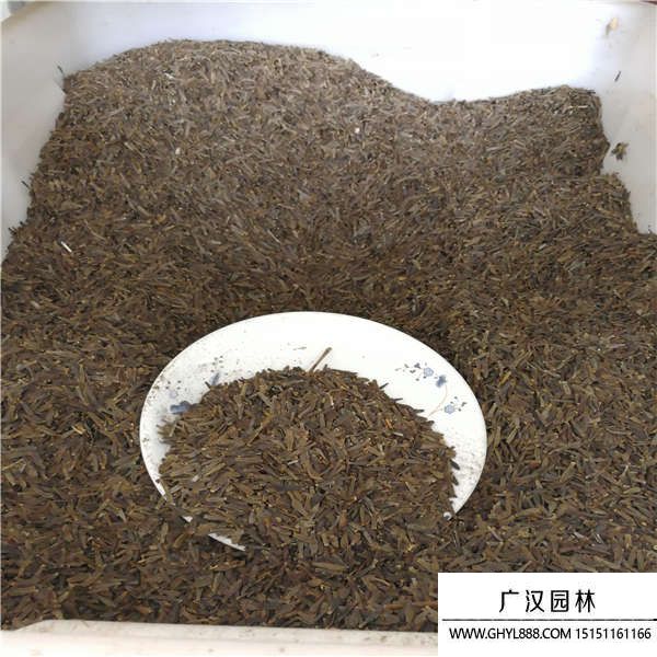 大麗花種子 大麗花種子