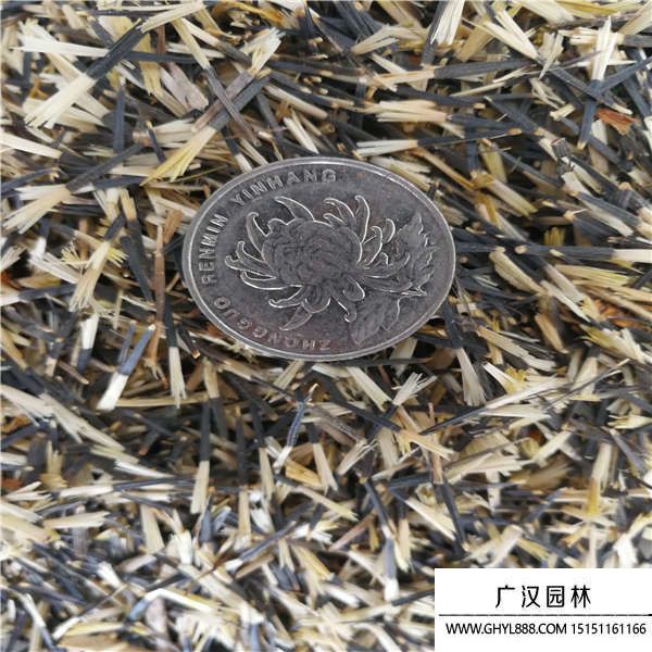 孔雀草種子 孔雀草種子