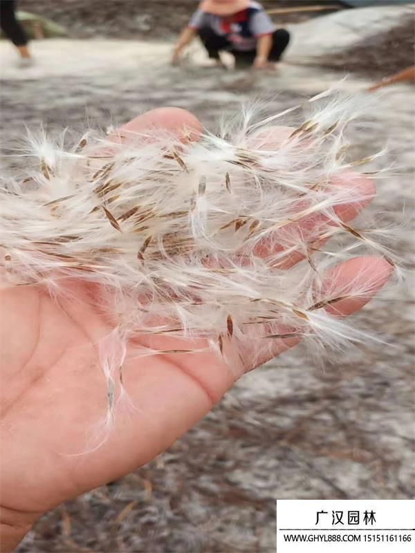 楸樹種子 楸樹種子