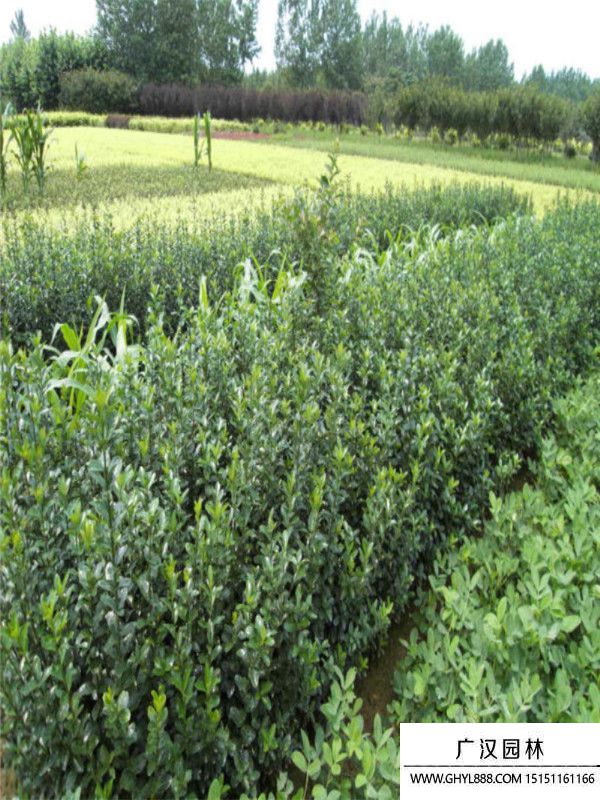 大葉黃楊苗 大葉黃楊苗