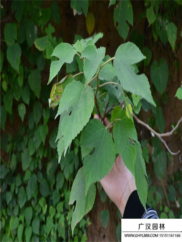 構(gòu)樹 構(gòu)樹