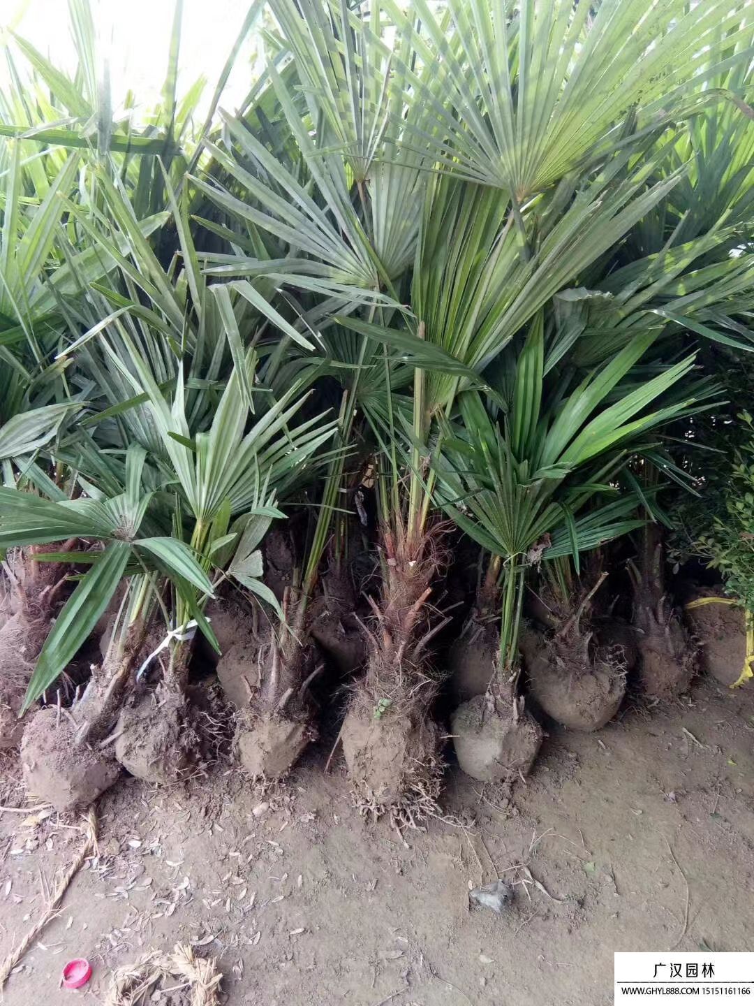 棕櫚樹(shù) 棕櫚樹(shù)